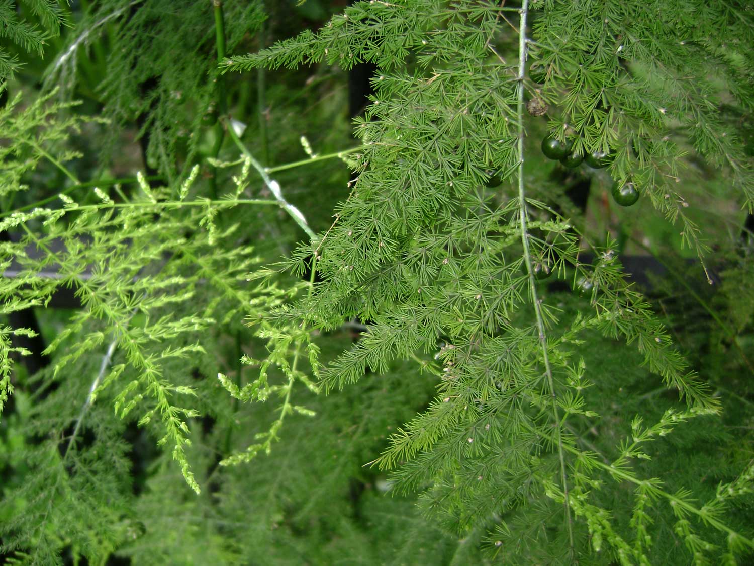 ferny asparagus